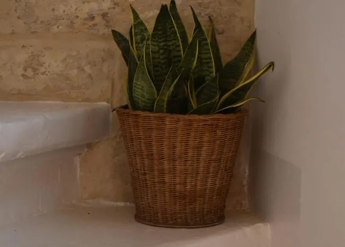 Tal-pupa Converted مرسلوك